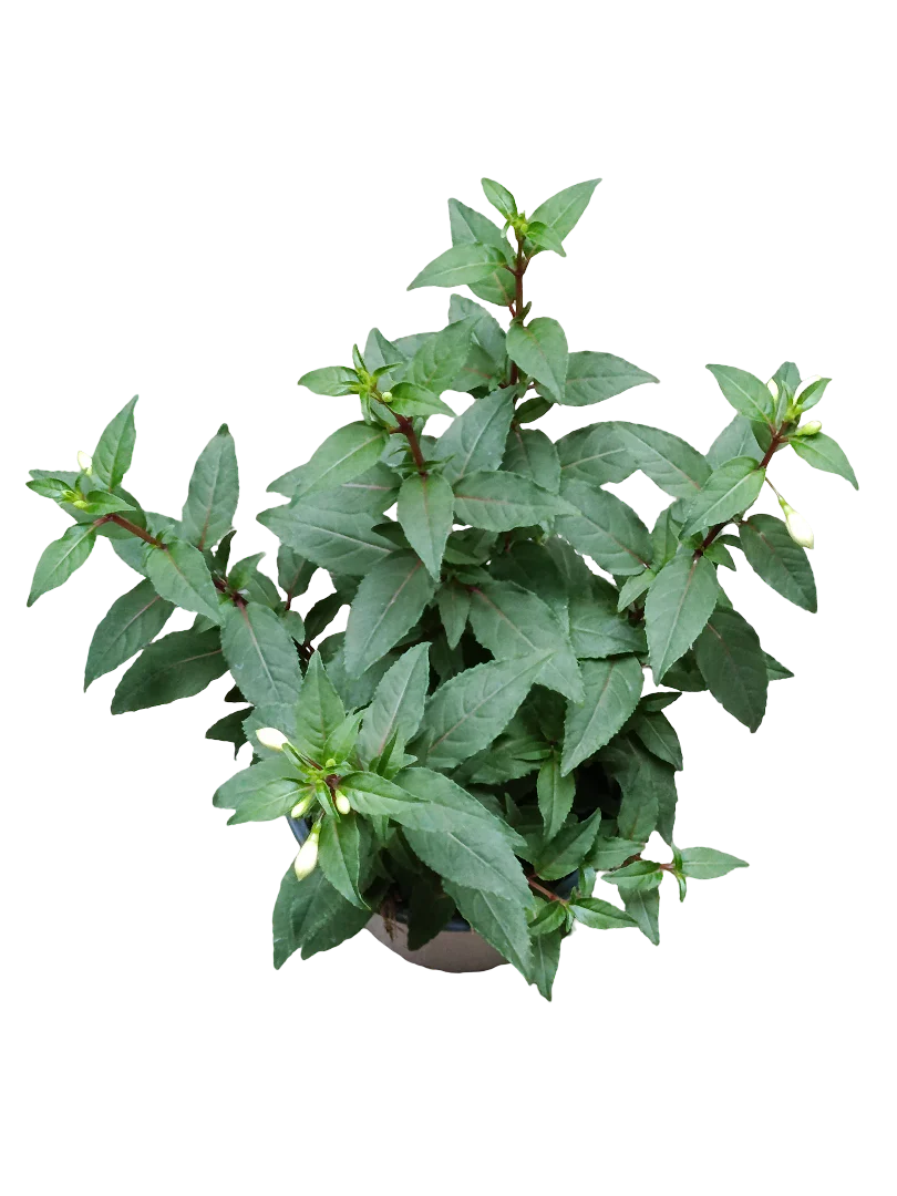 Huerto y Plantas > Planta de Exterior