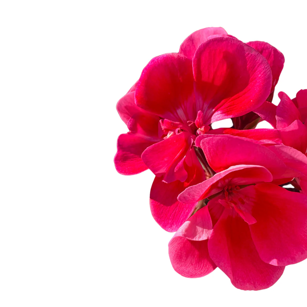 Geranios Colores Variados M15 - Image 3