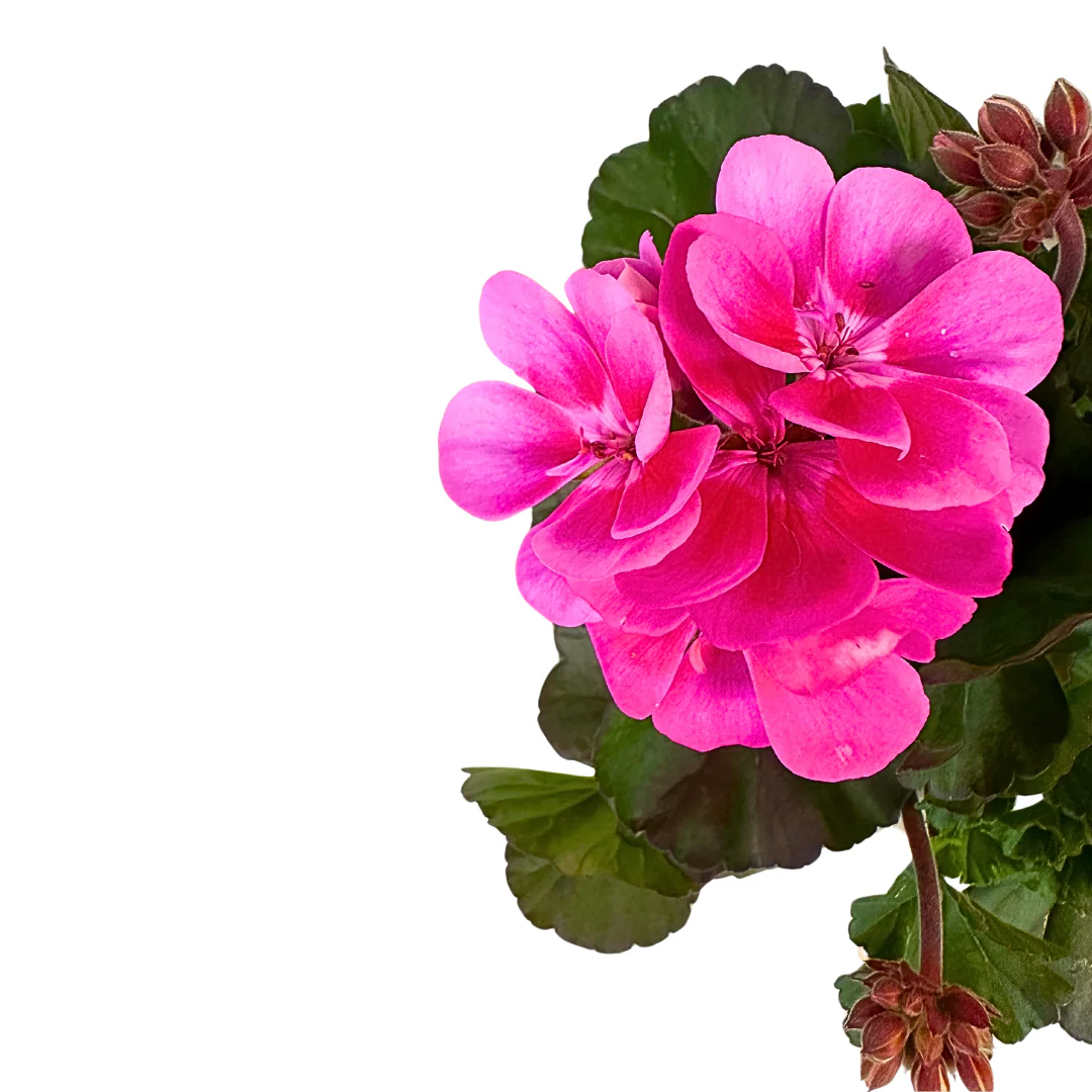 Geranios Colores Variados M15 - Image 4