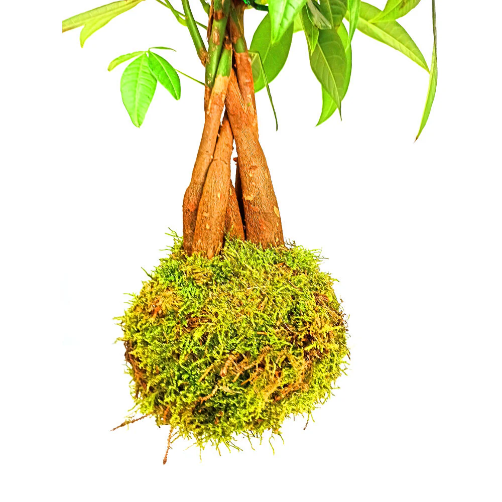 Kokedama Colgante De Pachira 40cm - Image 3