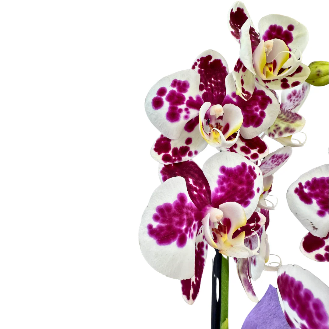 Orquídea O Phalaenopsis 2 Varas, Especial Para Regalo - Image 3