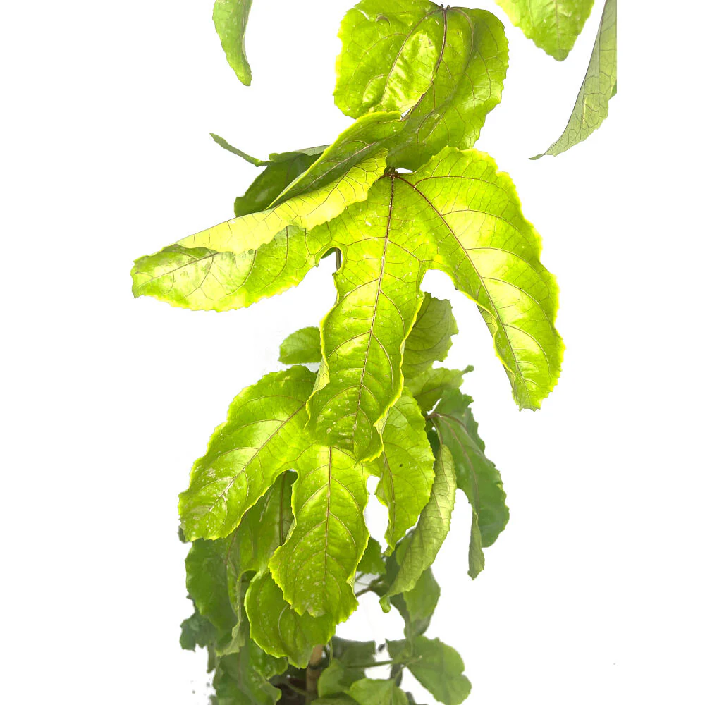 Passiflora Edulis Maracuya M20 170cm - Image 3